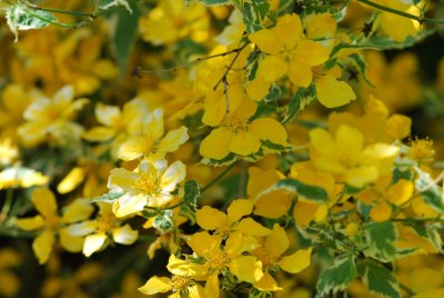 Kerria japonica ‘Variegata’- zákula japonská ‘Variegata’- kvetoucí větévky
